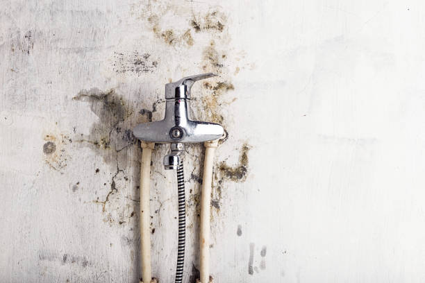 Best Mold Damage Repair  in Reading, MI