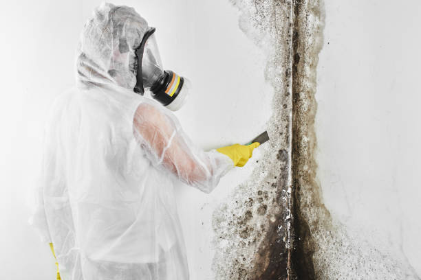 Best Emergency Mold Removal  in Reading, MI