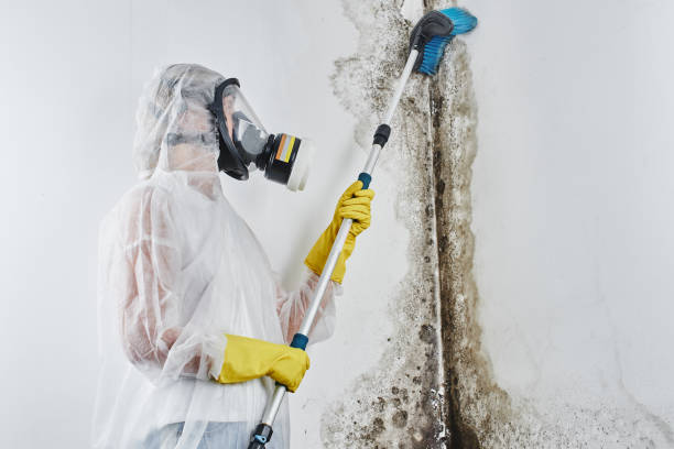 Best Residential Mold Removal  in Reading, MI