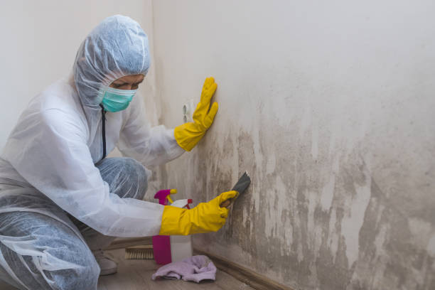 Best Fast Mold Removal  in Reading, MI