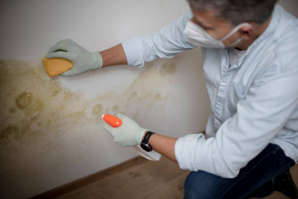 Attic Mold Removal in Reading, MI