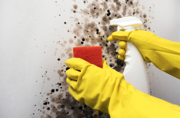 Best Best Mold Removal Companies  in Reading, MI