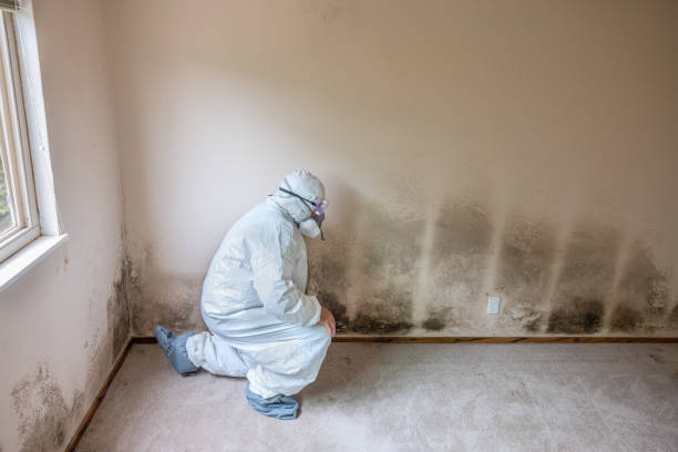 Best Crawl Space Mold Removal  in Reading, MI