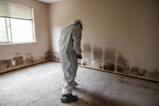 Best Certified Mold Removal  in Reading, MI
