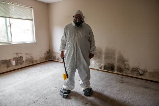Best Best Mold Removal Companies  in Reading, MI
