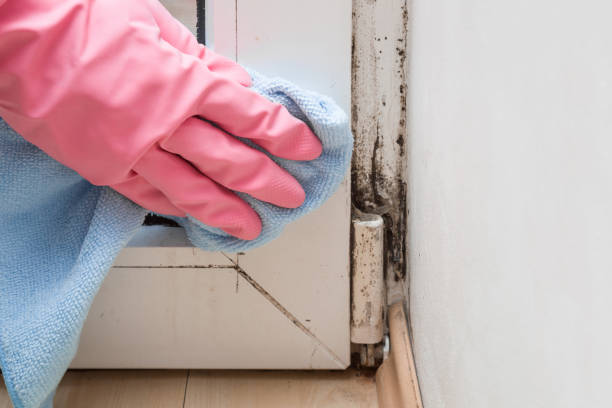 Trusted Reading, MI Mold Removal Experts